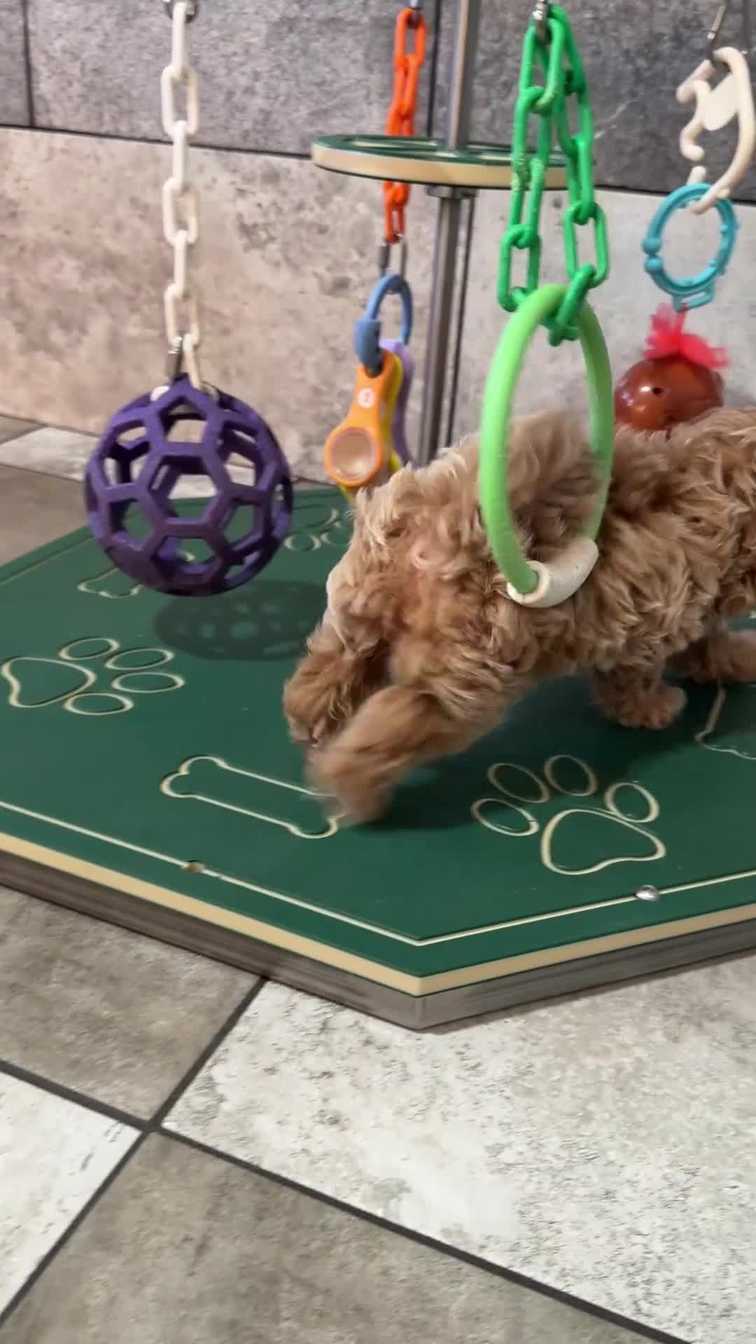 Maltipoo dogs for sale: Annie - Video 1