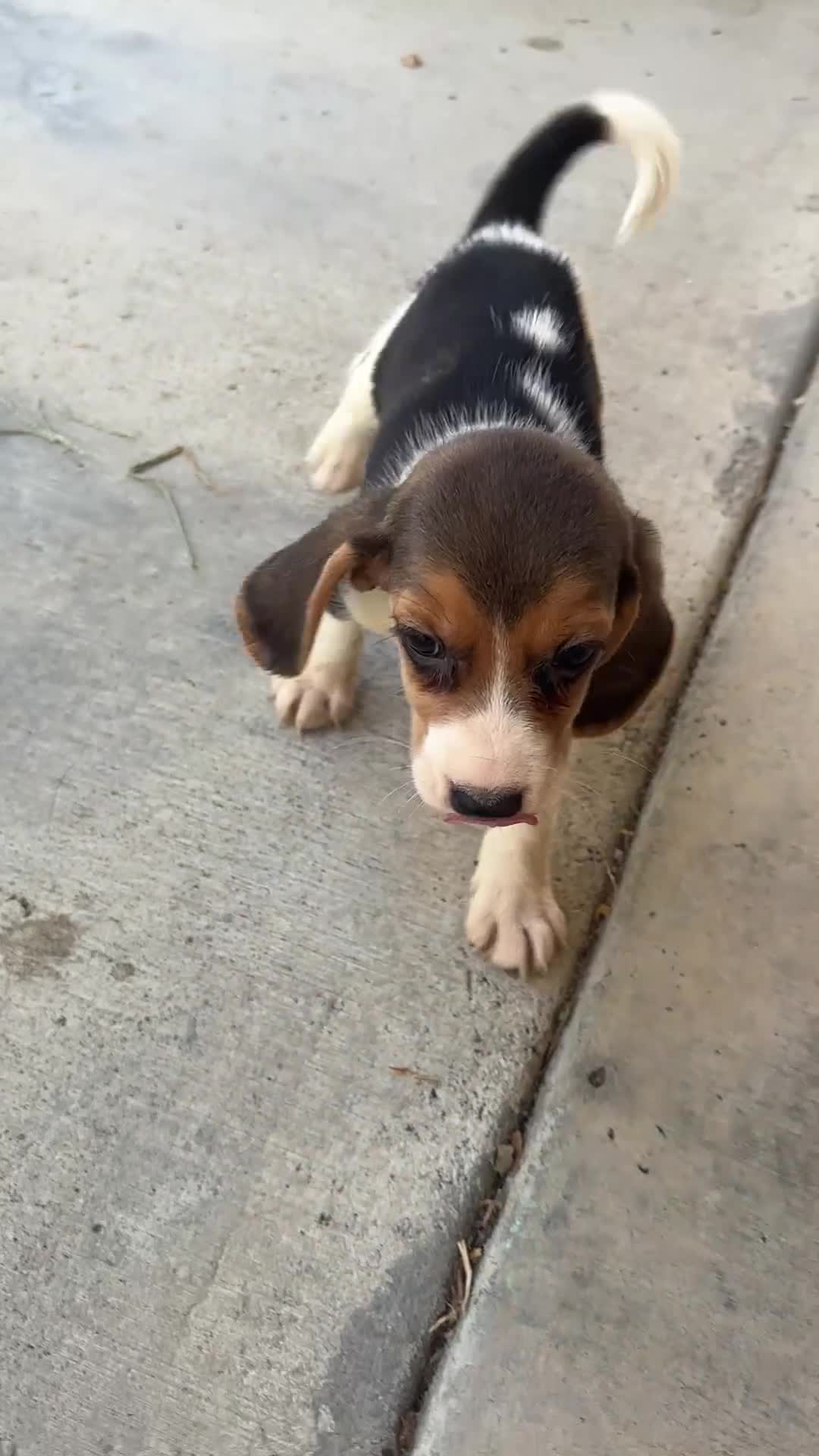 Beagle dogs for sale: Lola - Video 1