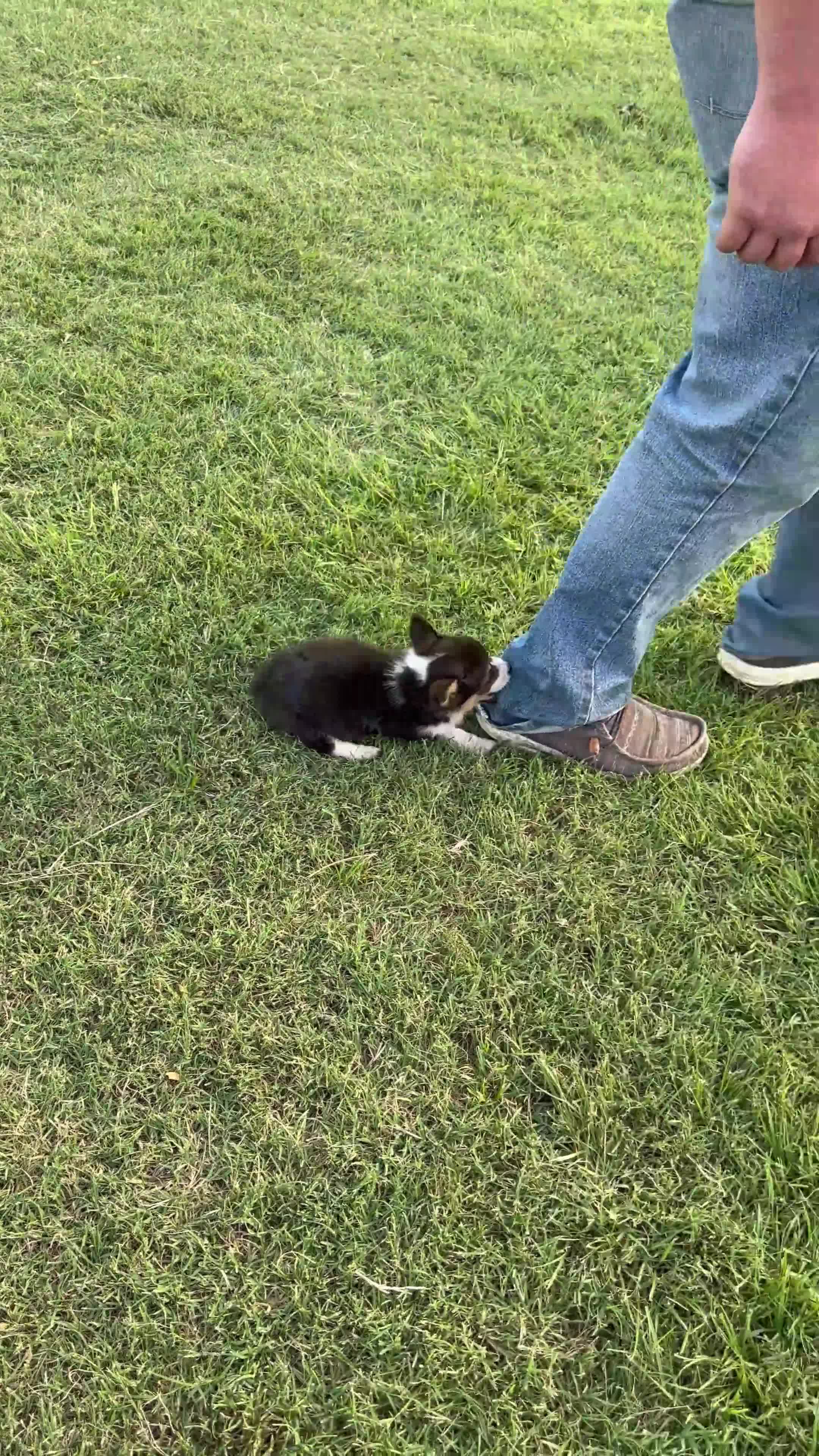 Welsh Corgi Pembroke dogs for sale: Welsh Corgi Pembroke Puppy 4 - Video 1