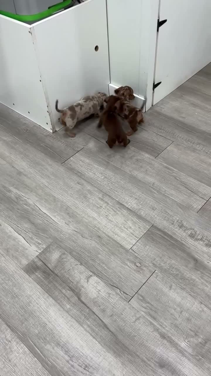 Miniature Dachshund dogs for sale: Oliver - Video 2
