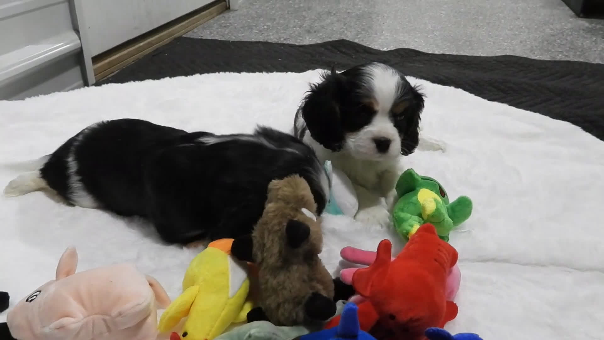 Cavalier King Charles Spaniel dogs for sale: Cavalier King Charles Spaniel Puppy 3 - Video 1