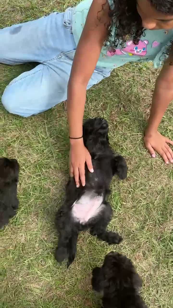 Goldendoodle dogs for sale: Piper - Video 1