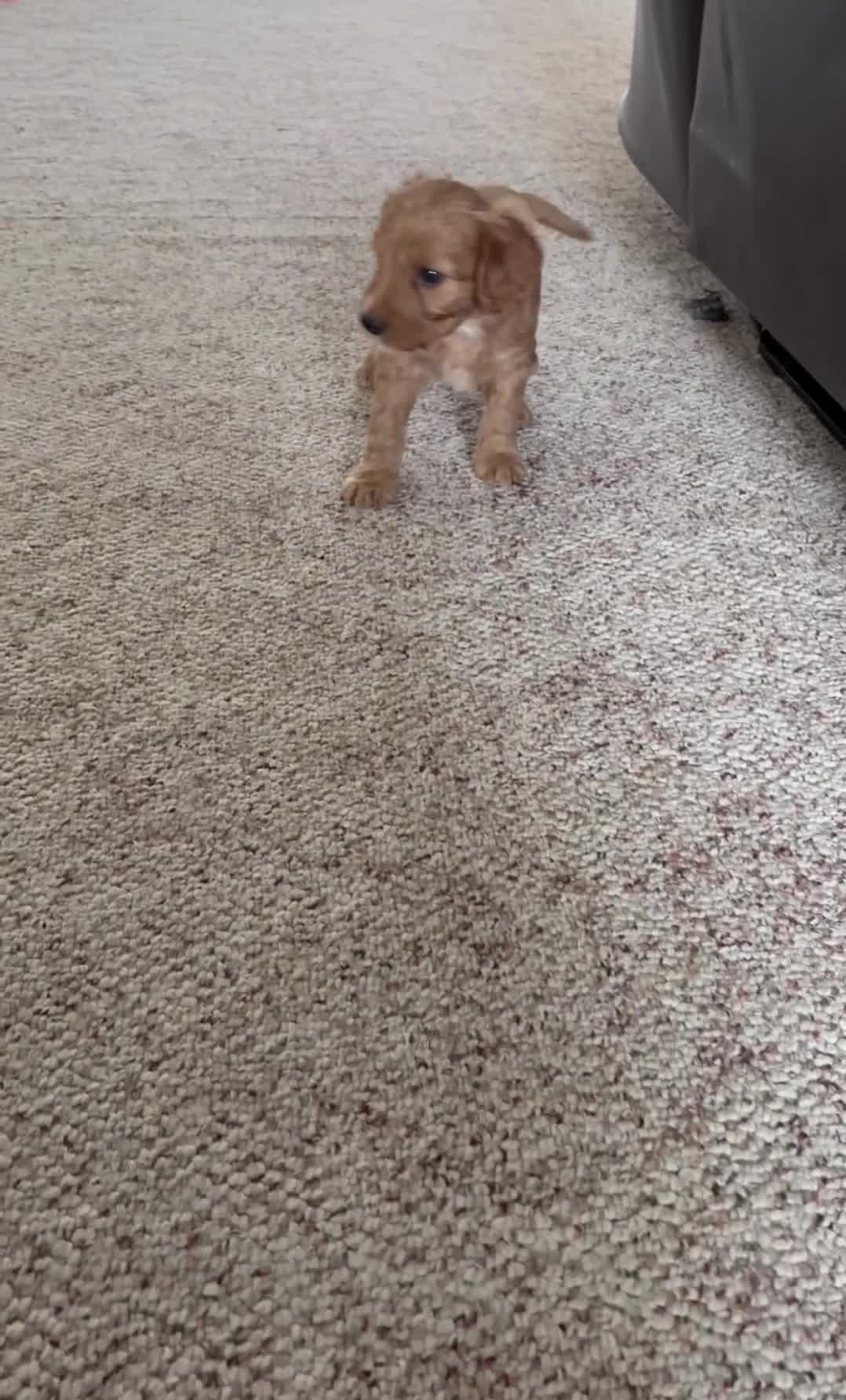 Cavapoo dogs for sale: Aspen💙 - Video 2