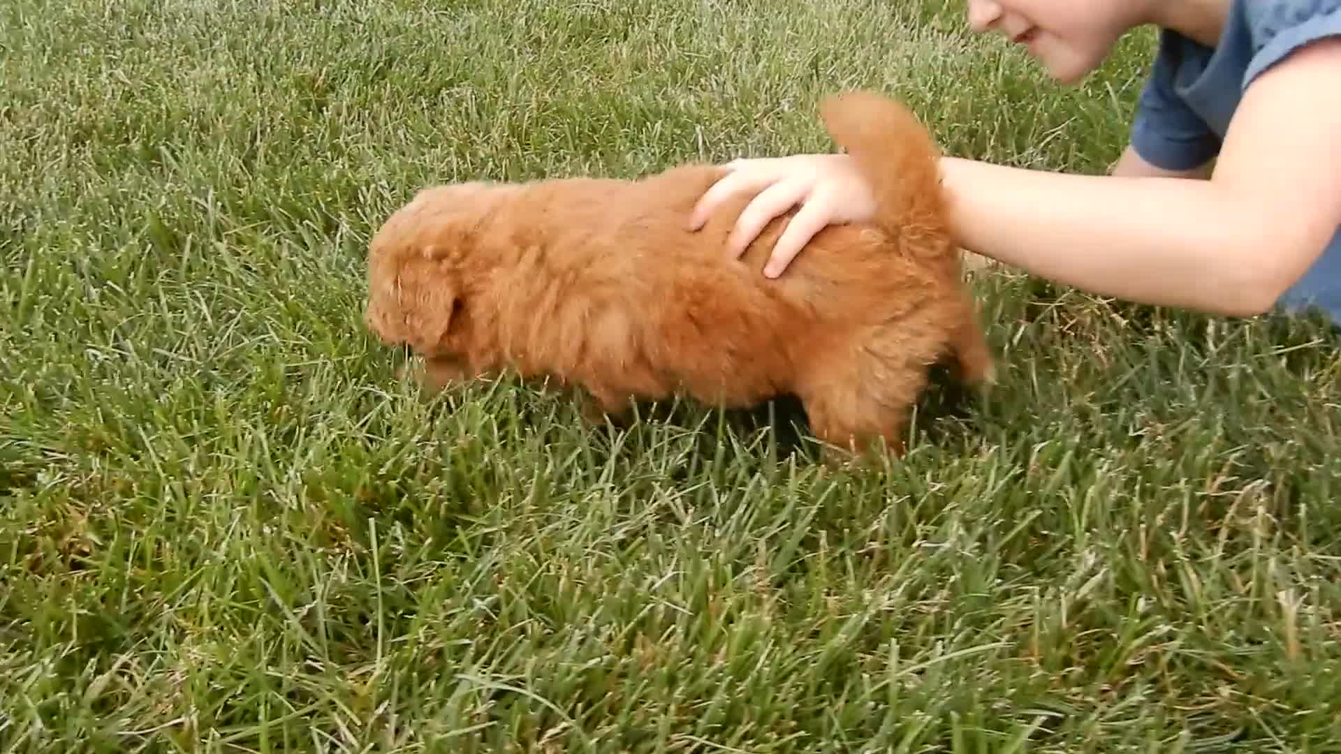 Mini Goldendoodle dogs for sale: Abby - Video 1