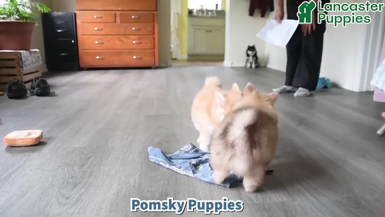 Pomsky dogs for sale: Jimmy - Video 1
