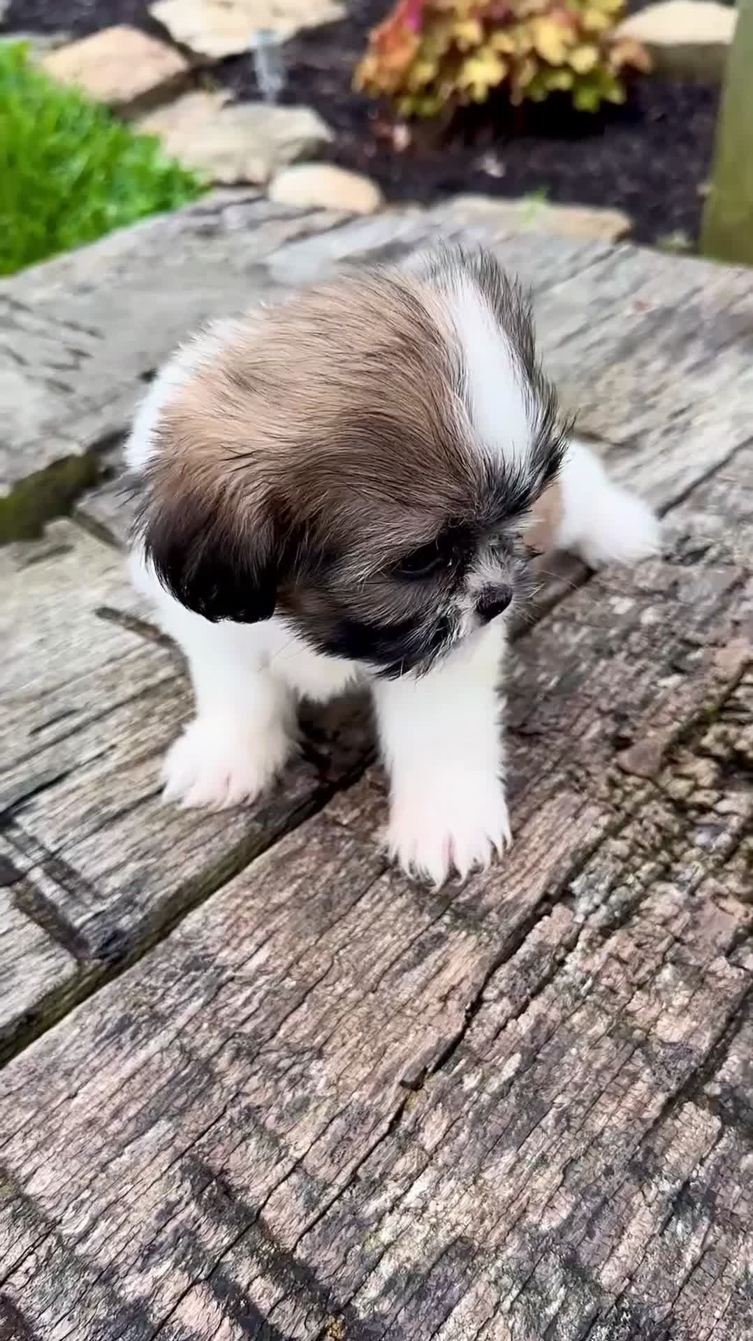 Shih Tzu dogs for sale: Girl Ruby 0832 - Video 1