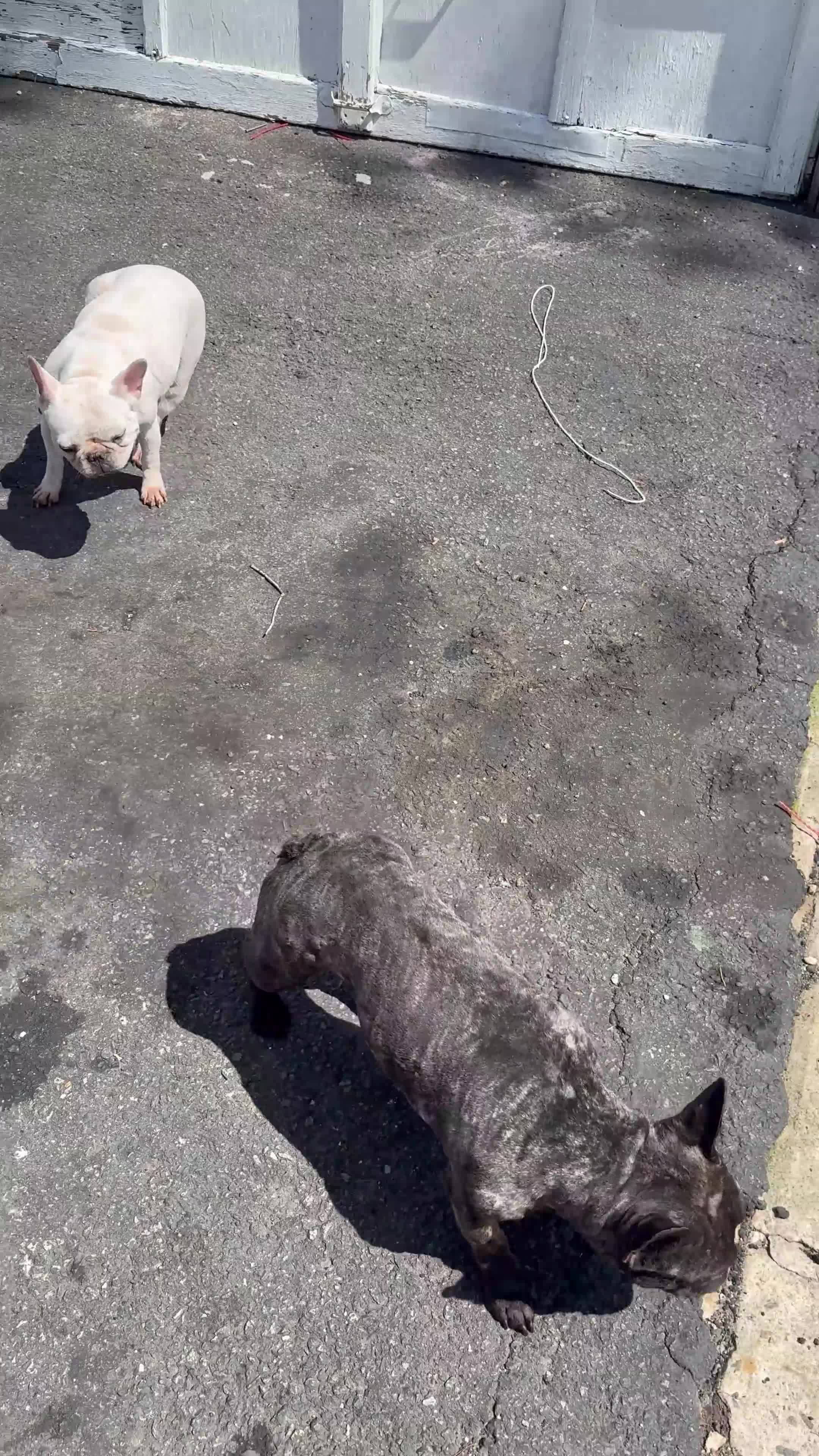 French Bulldog dogs for sale: Suzie - Video 1
