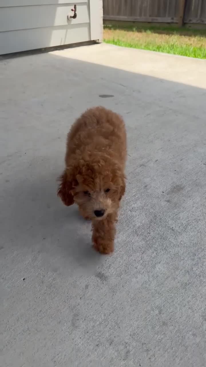 Cavapoo dogs for sale: Cozmo - Video 1