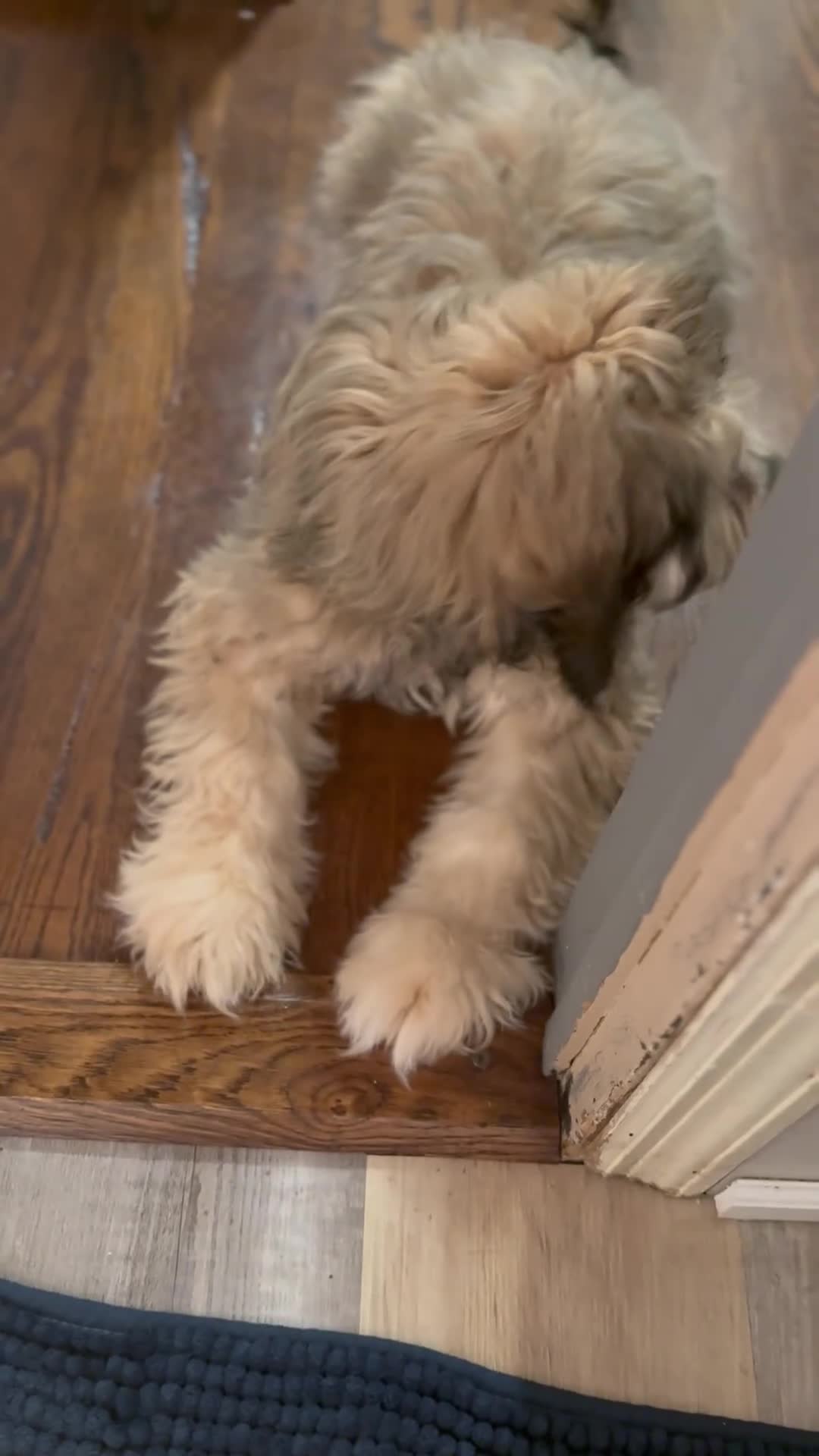 Cocker Spaniel dogs for sale: Cocker Spaniel Puppy 1 - Video 1