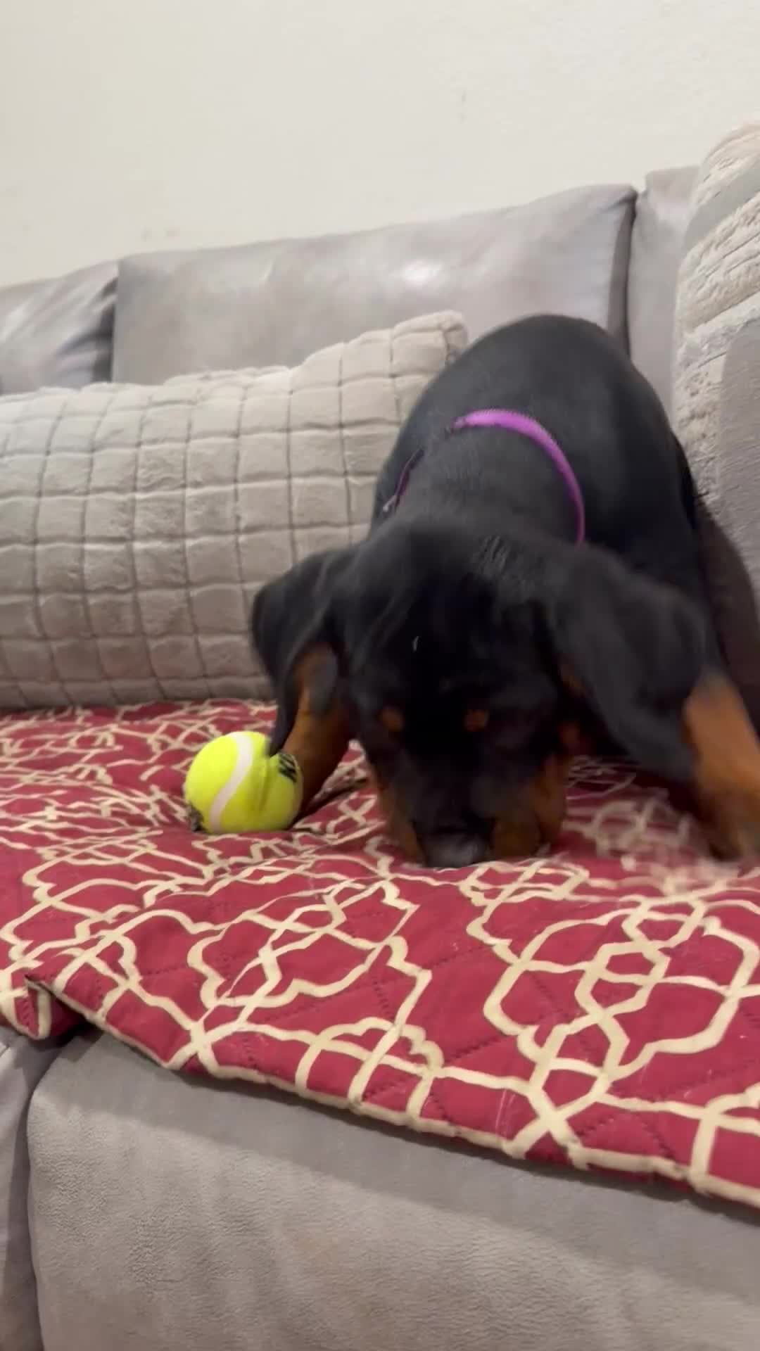 Rottweiler dogs for sale: Purple color - Video 1