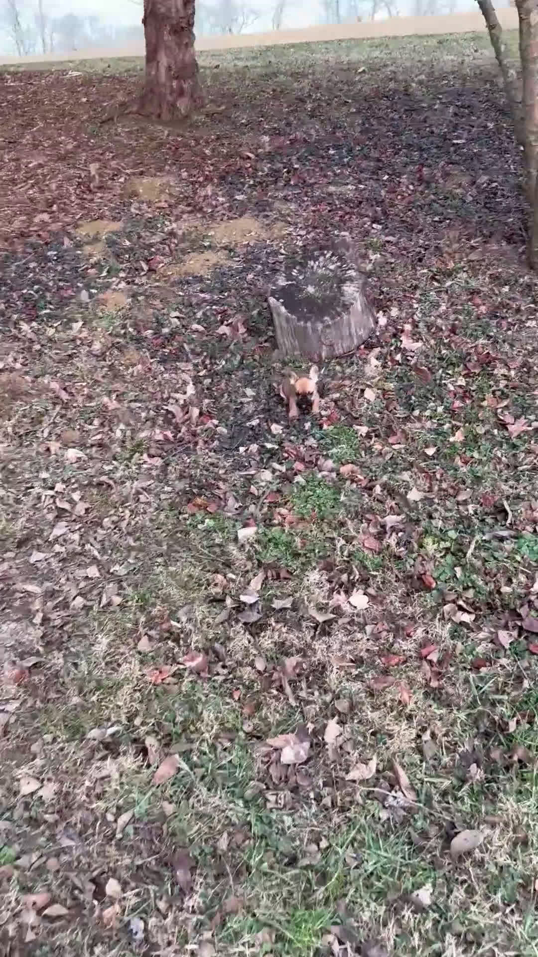 French Bulldog dogs for sale: Chocolate Obsession - Video 1