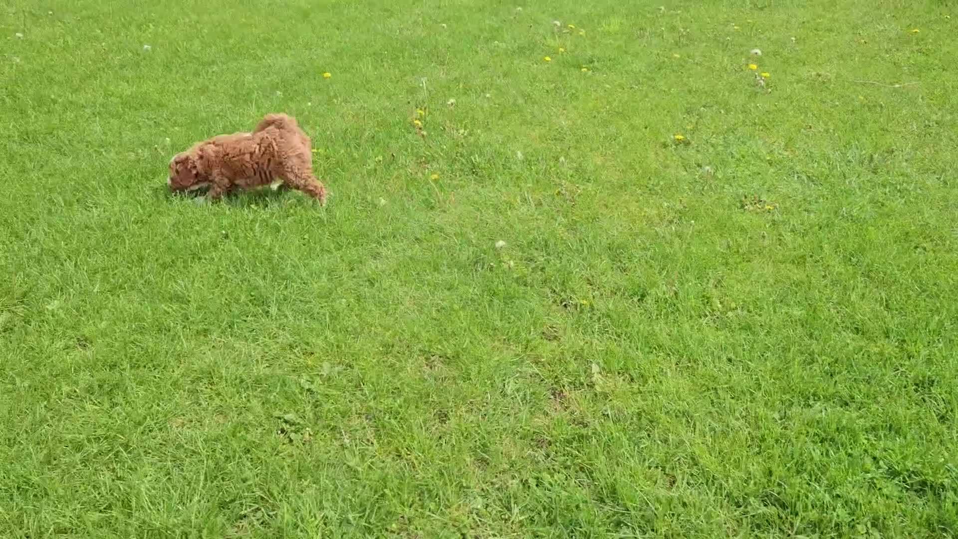 Mini Goldendoodle dogs for sale: Emma - Video 1