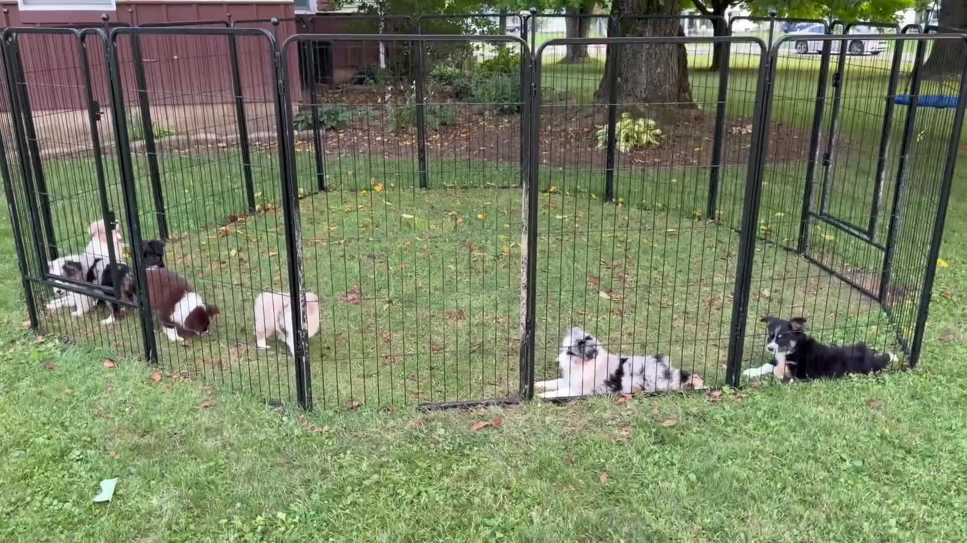 Miniature Australian Shepherd dogs for sale: Gray - Video 2