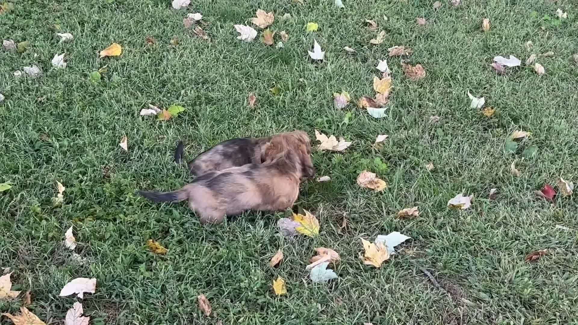Miniature Dachshund dogs for sale: Ron - Video 1