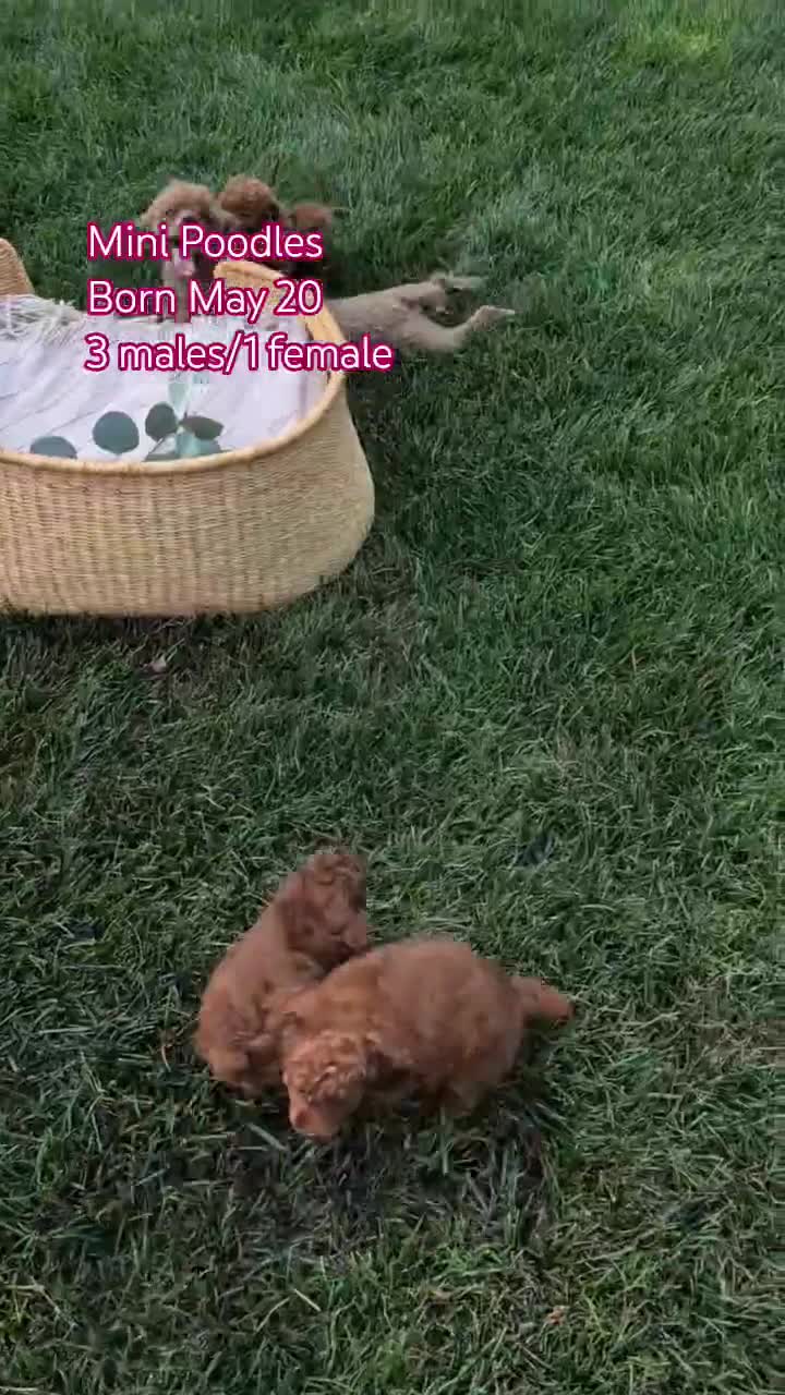 Toy Poodle dogs for sale: Carson - Video 2