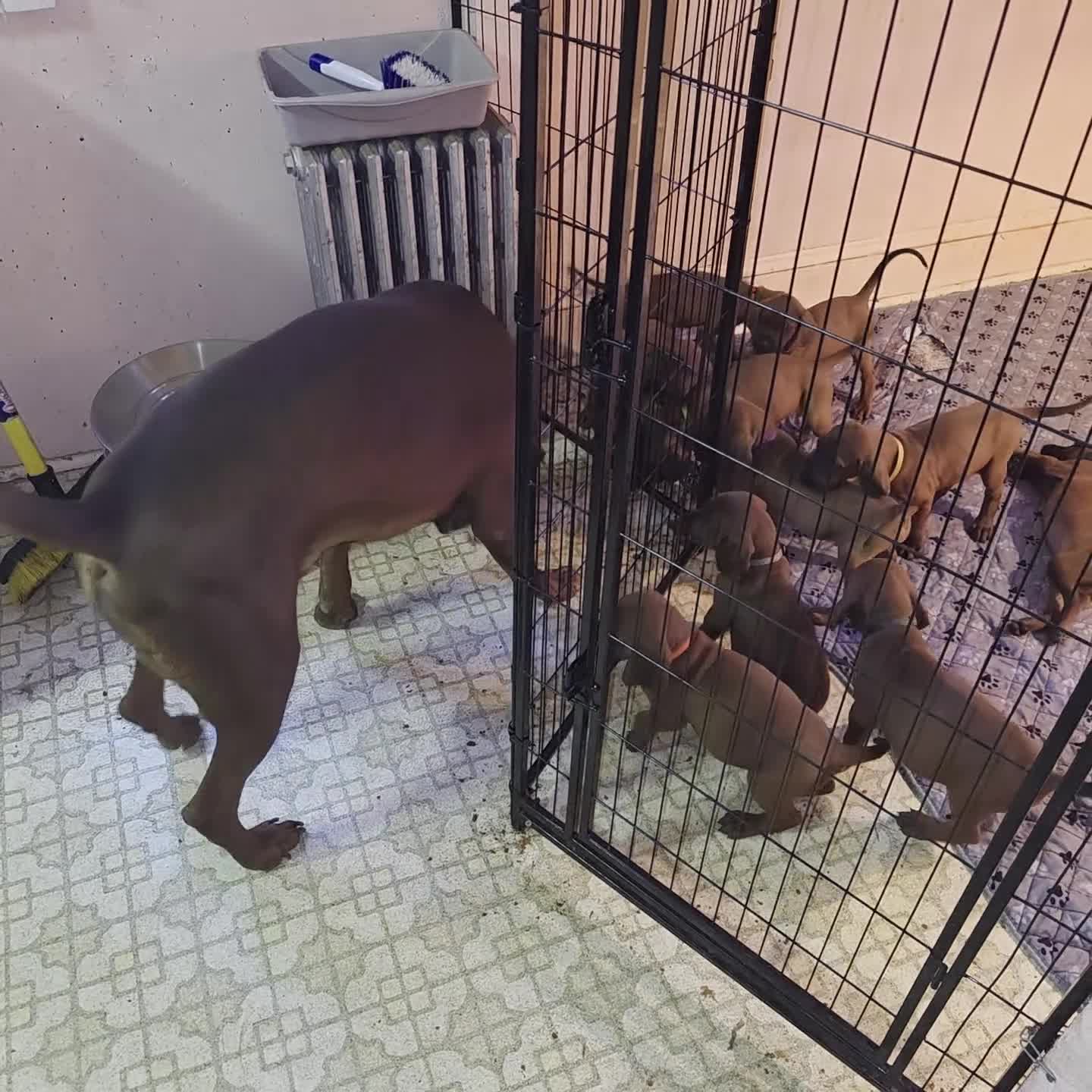 Redbone Coonhound dogs for sale: Redbone Coonhound 9(black) - Video 3
