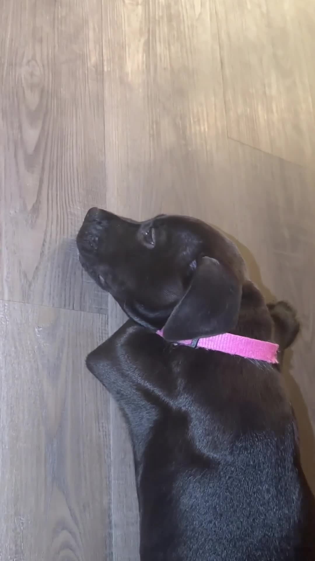 Mixed Breed dogs for sale: Chloe (Mix Breed) - Video 1
