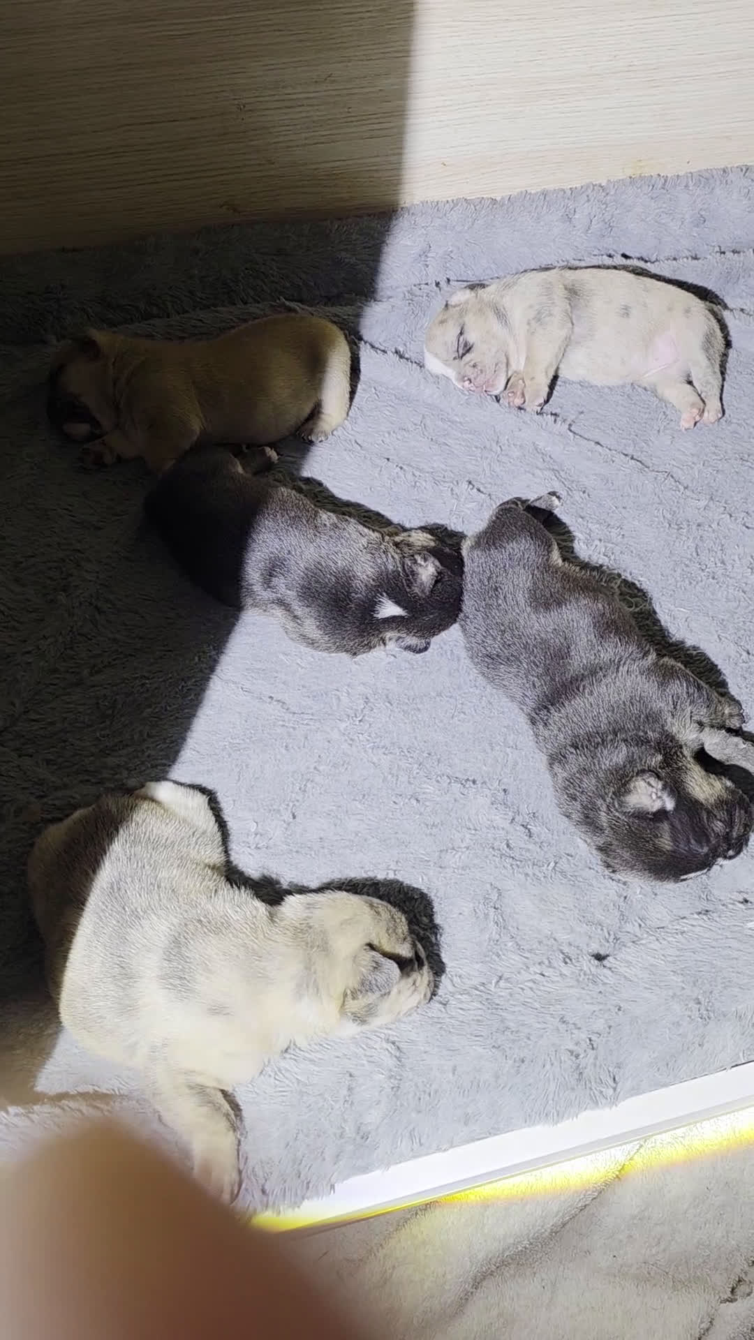 French Bulldog dogs for sale: French Bulldog Puppy 1 - Video 1