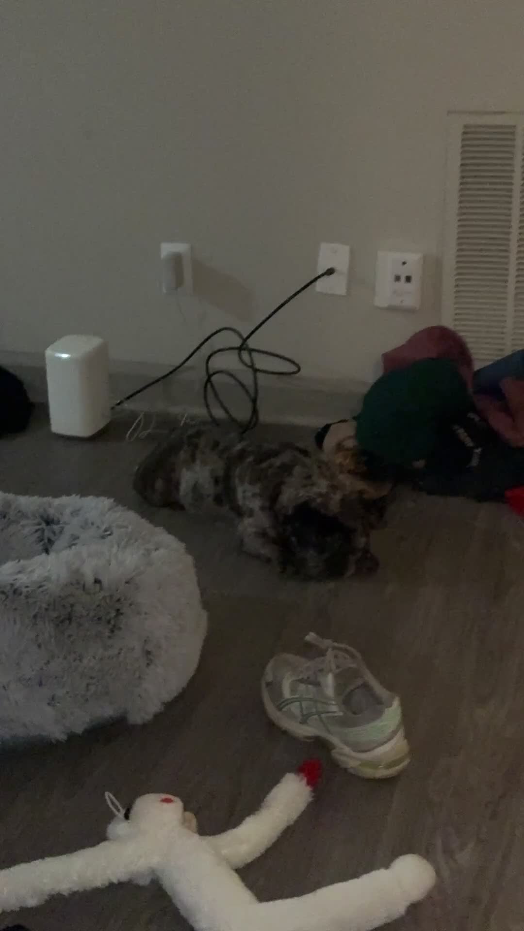 French Bulldog dogs for sale: French Bulldog Puppy 1 - Video 1