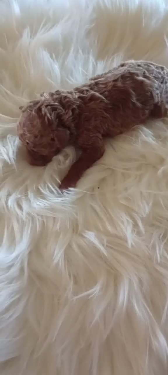 Mini Goldendoodle dogs for sale: Miss Princess  - Video 2