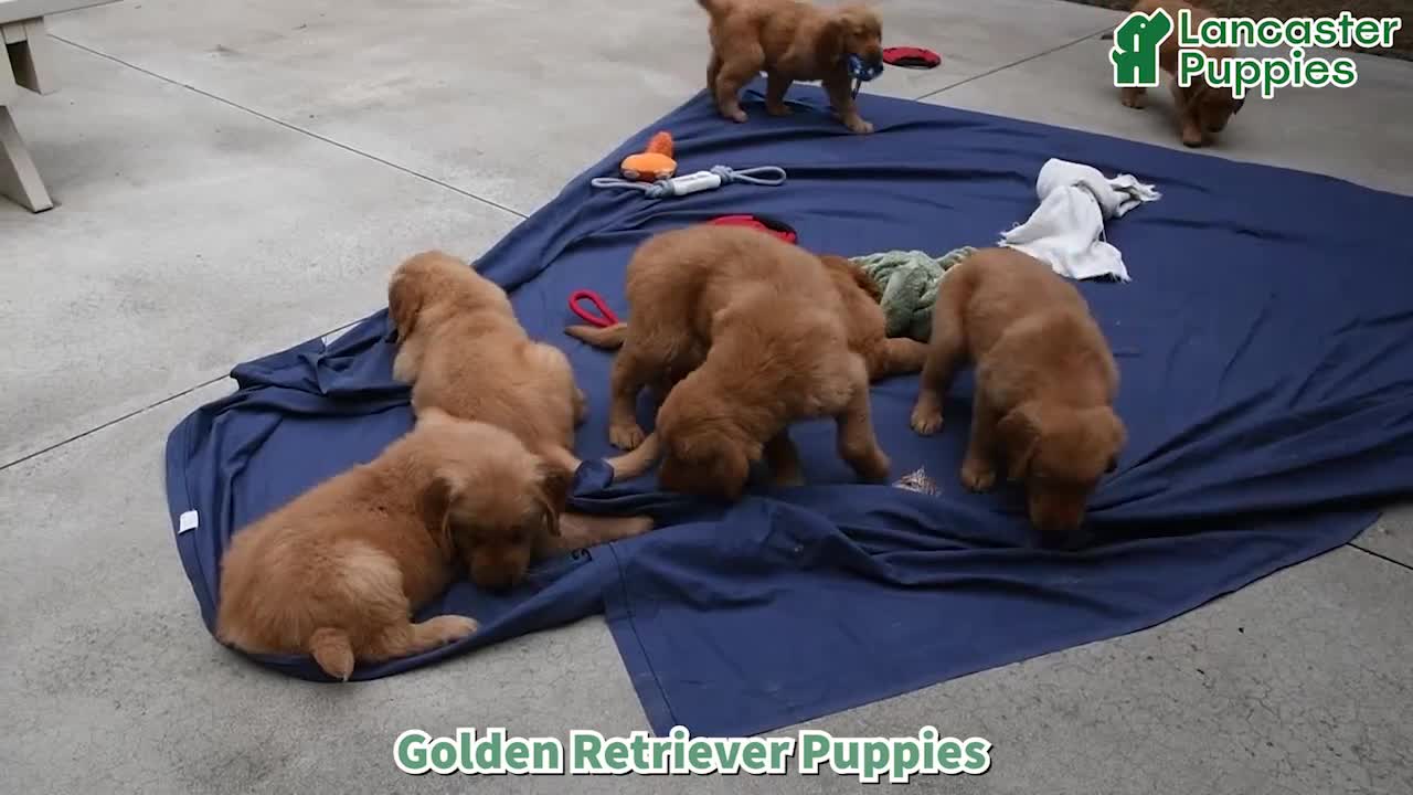Golden Retriever dogs for sale: Edison - Video 1