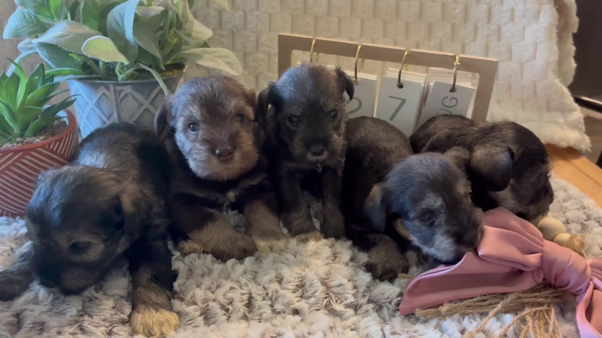 Miniature Schnauzer dogs for sale: Miniature Schnauzer 2 - Video 1