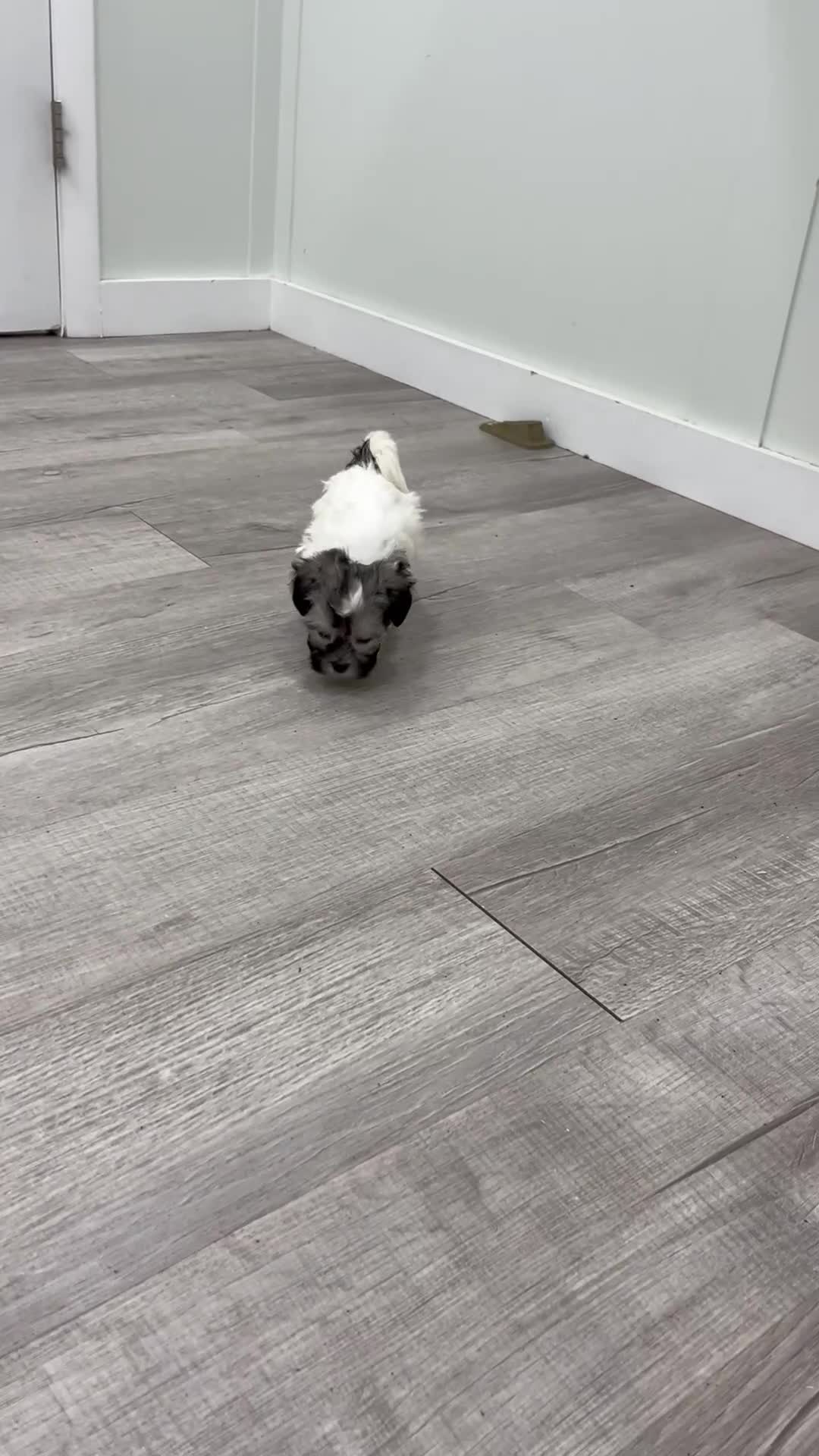 Havanese dogs for sale: Louis - Video 1