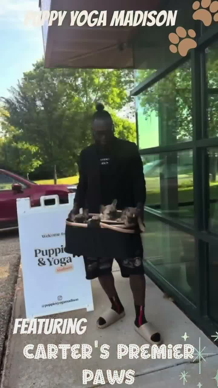 French Bulldog dogs for sale: French Bulldog 6 butterball - Video 2