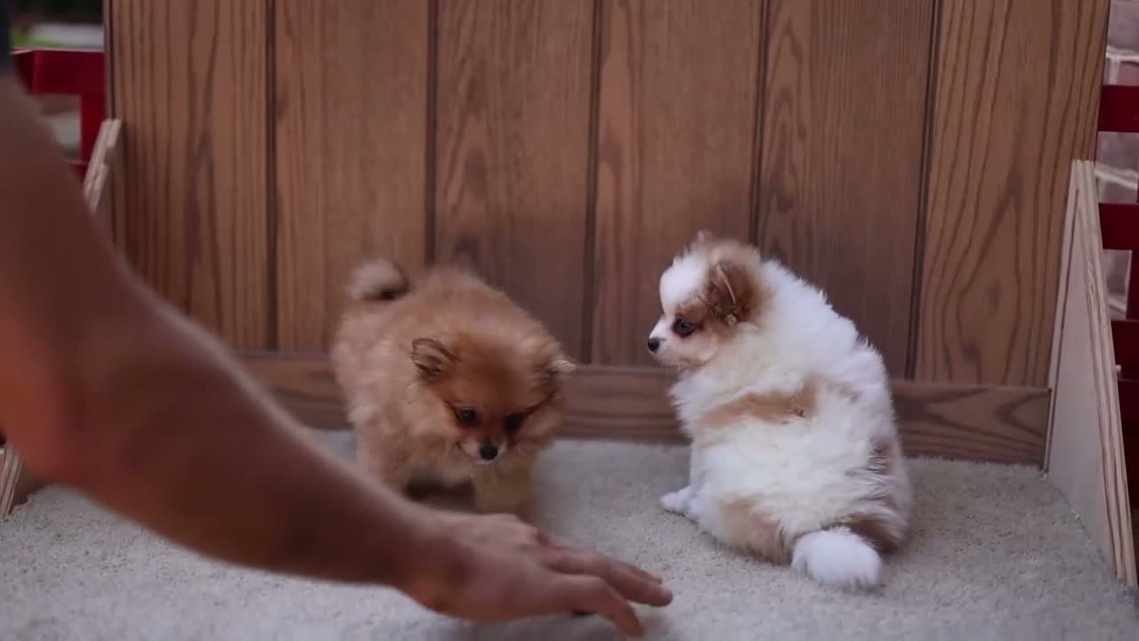 Pomeranian dogs for sale: Theresa - Video 1