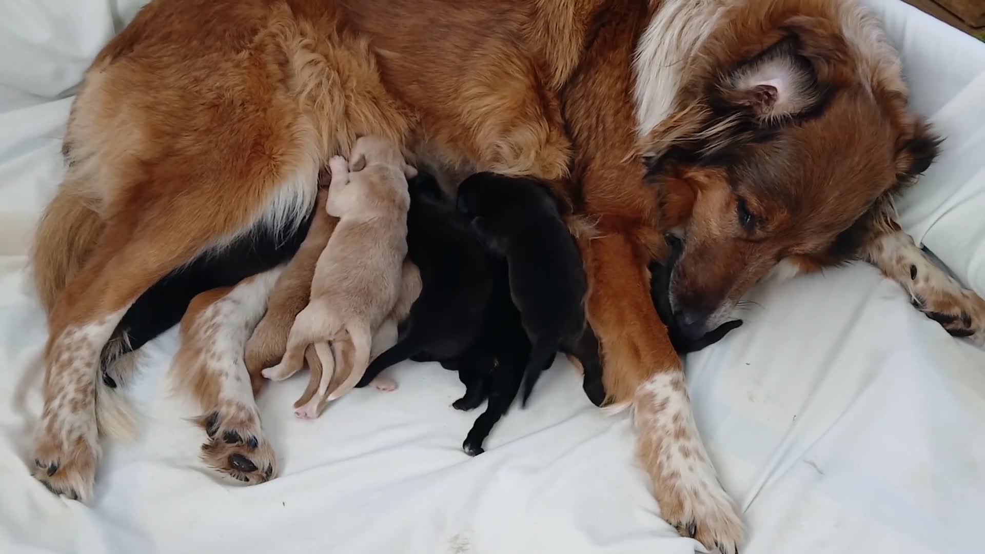 Mixed Breed dogs for sale: Chester - Video 1