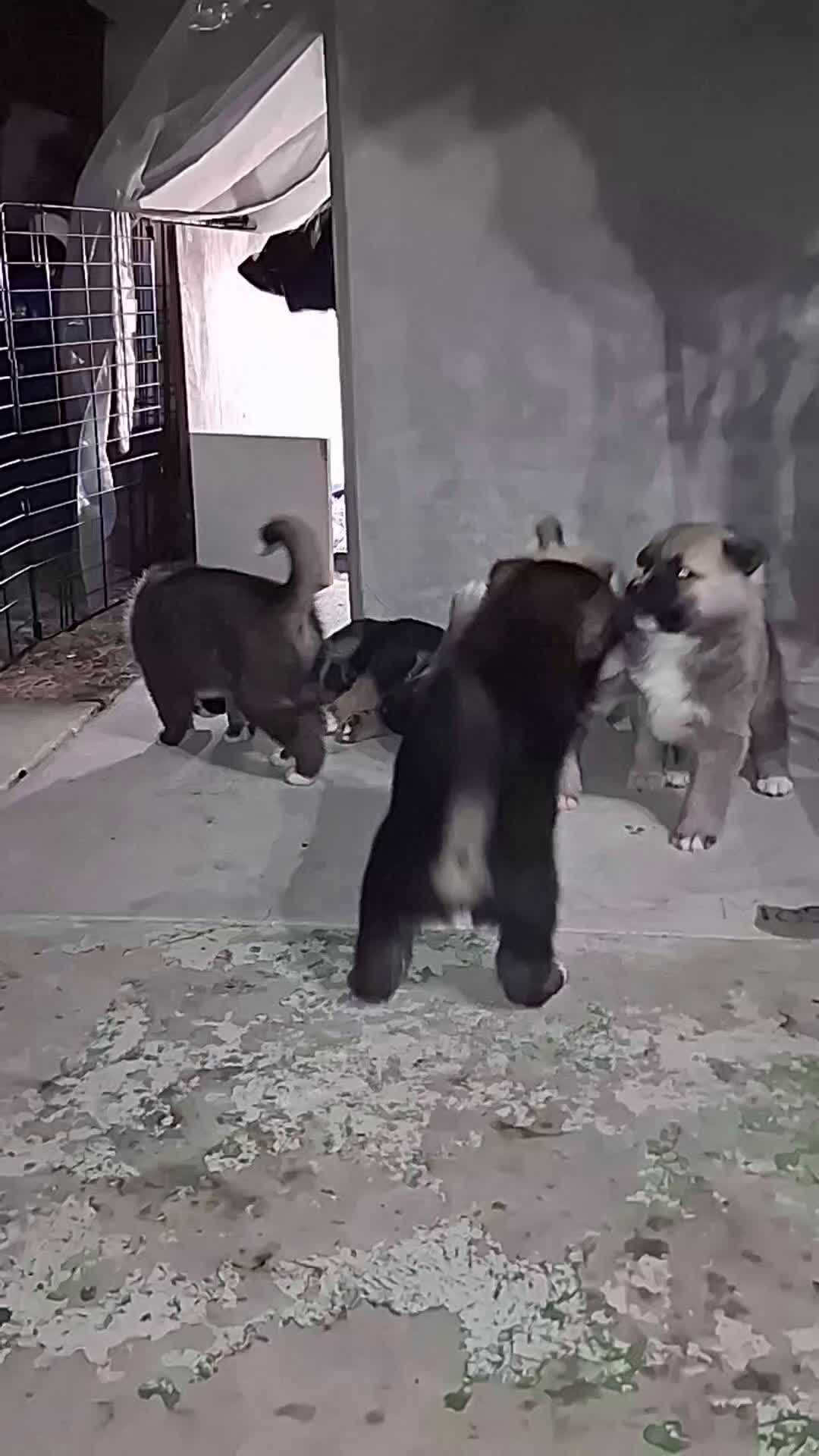 Mixed Breed dogs for sale: Mixed Breed Puppy 3 - Video 1