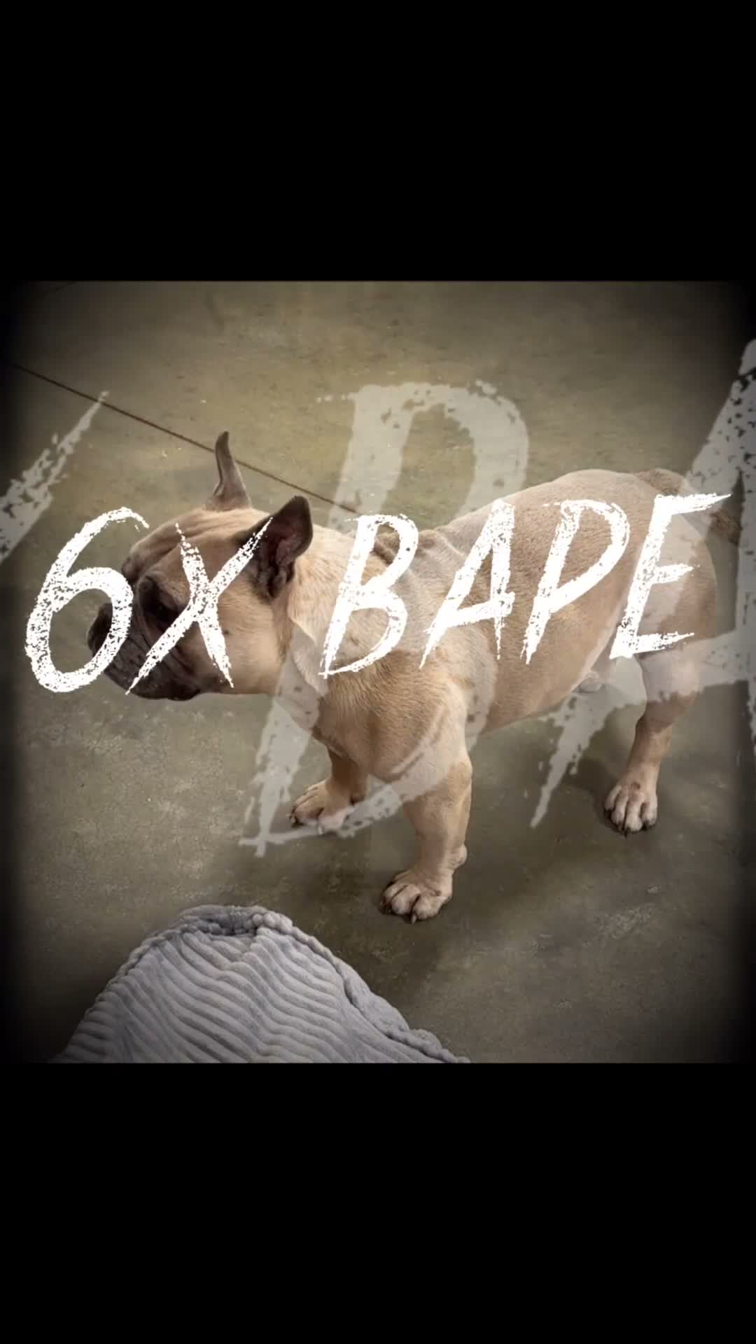 American Bully dogs for stud: groot - Video 1