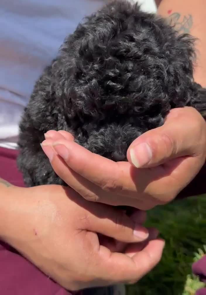 Toy Poodle dogs for sale: Toy Poodle bruno - Video 1