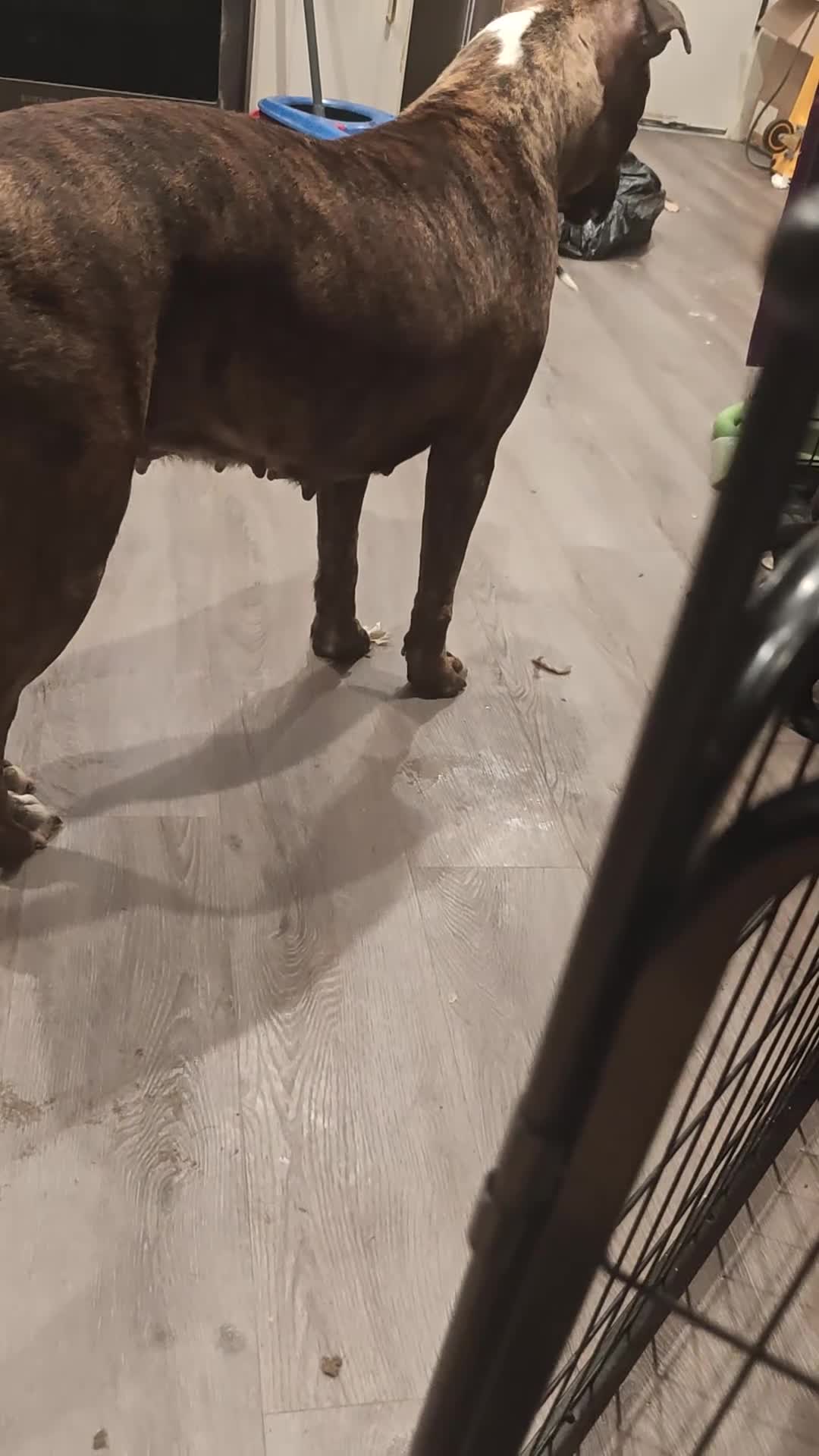 Mixed Breed dogs for sale: Mixed Breed 6 - Video 1
