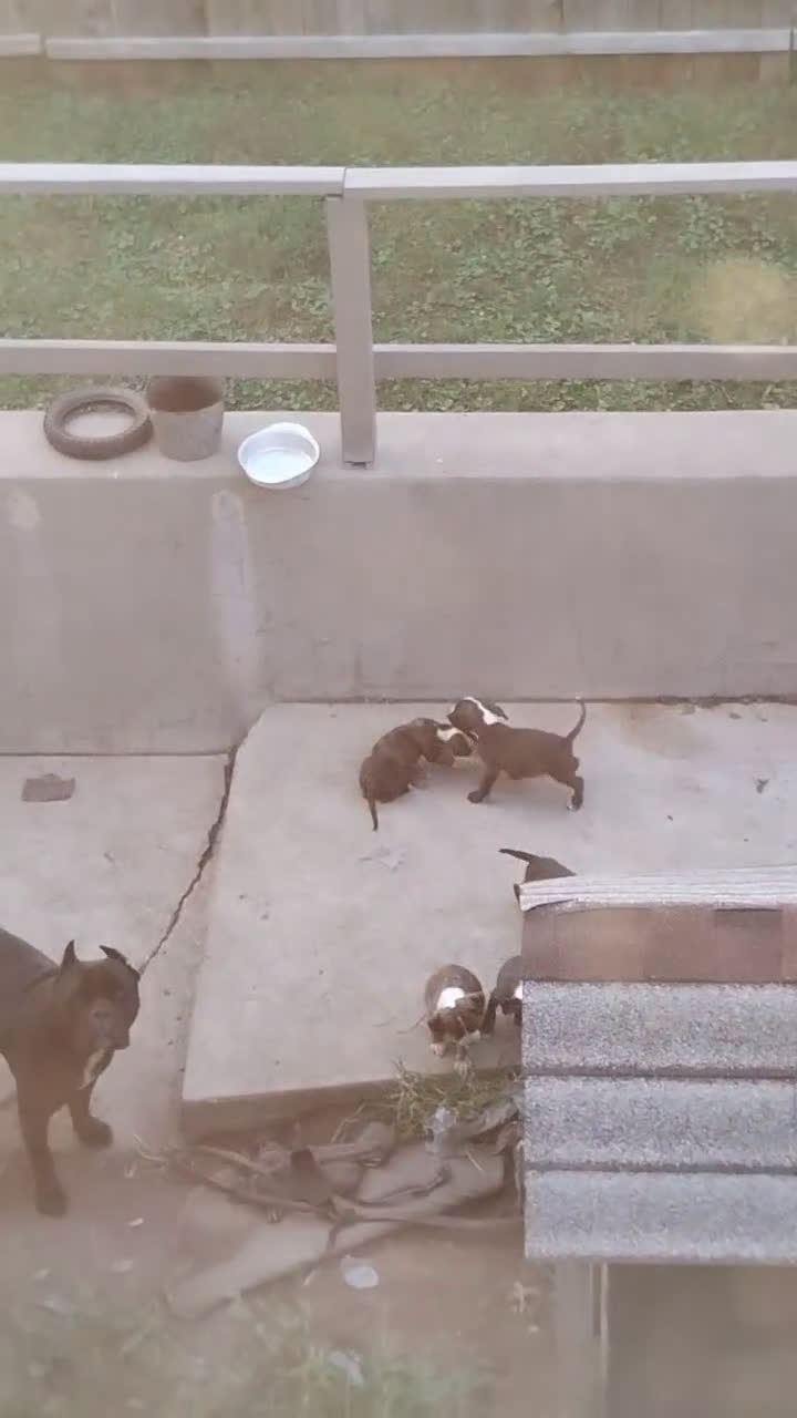 Mixed Breed dogs for sale: Mixed Breed Puppy 8 - Video 1