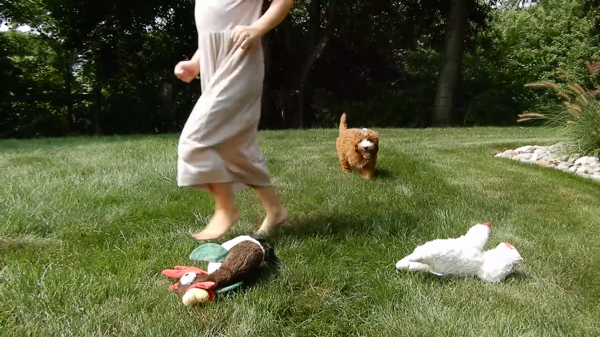 Mini Goldendoodle dogs for sale: Jane - Video 2