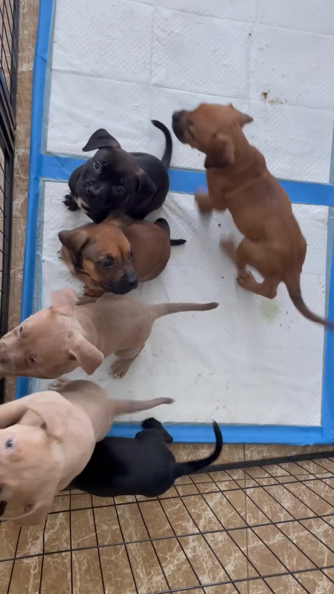 American Bully dogs for sale: American Bully 3 - Video 1