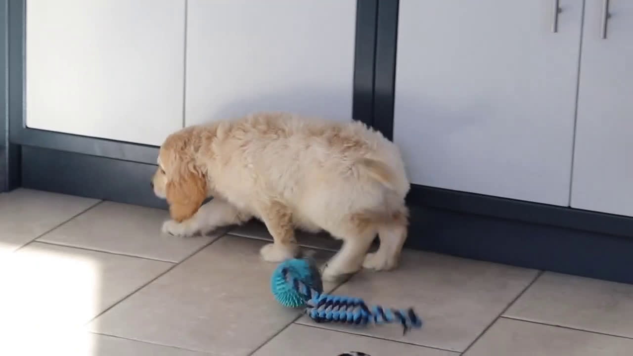 Miniature Golden Retriever dogs for sale: Kirby - Video 1