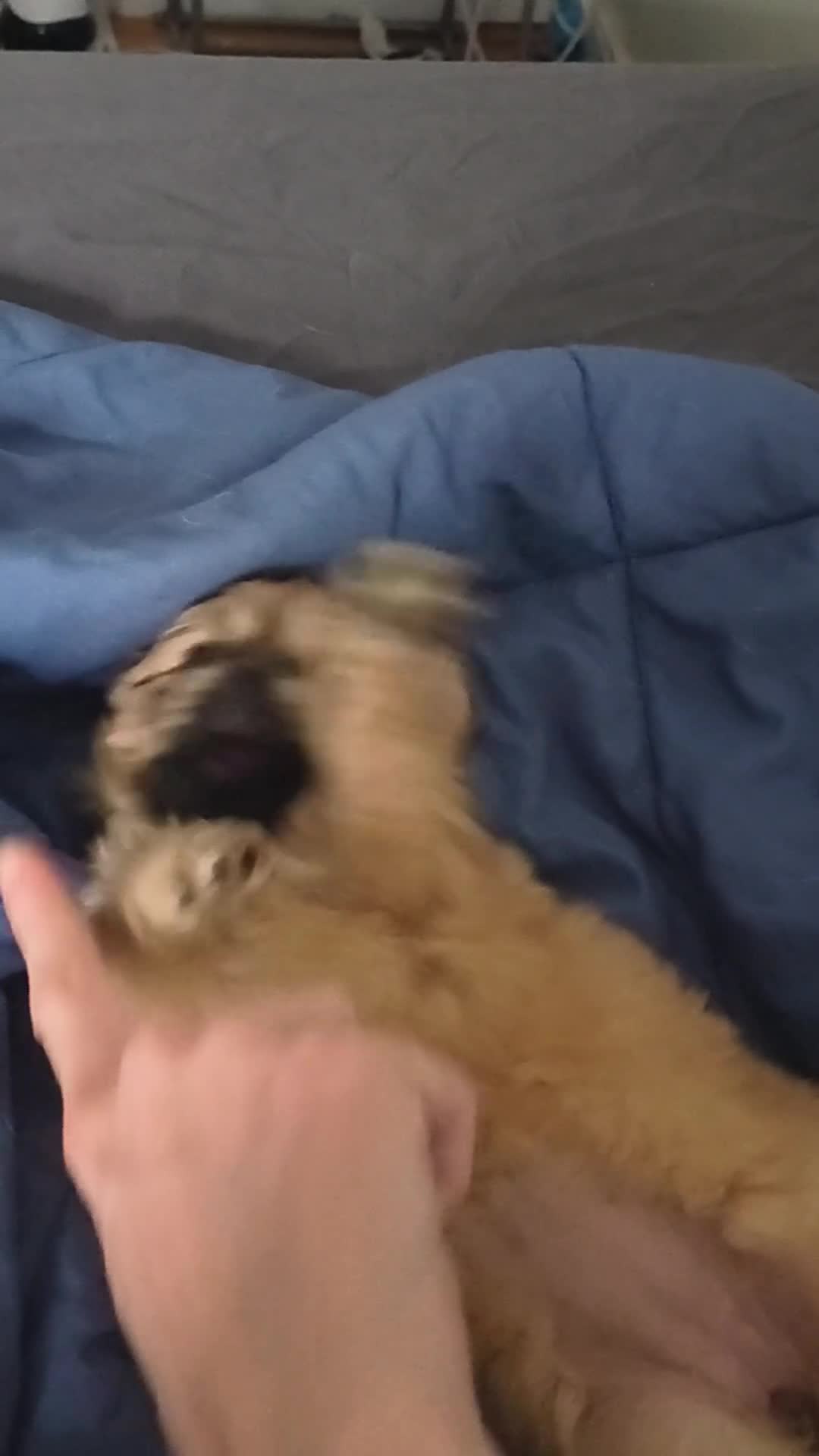 Mixed Breed dogs for sale: Baby Eva - Video 2