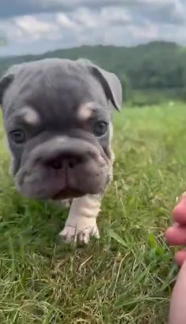 French Bulldog dogs for sale: Casanova - Video 2