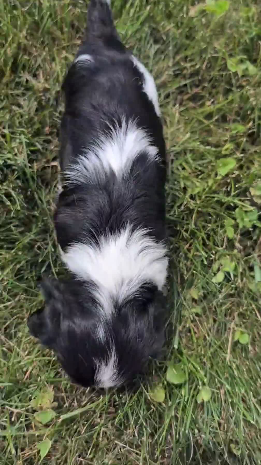 Cavalier King Charles Spaniel dogs for sale: Ivy - Video 1
