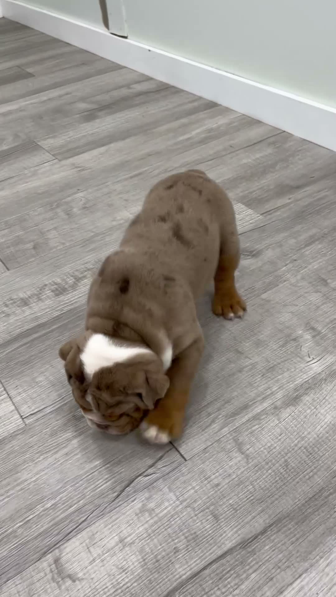English Bulldog dogs for sale: Enzo - Video 1
