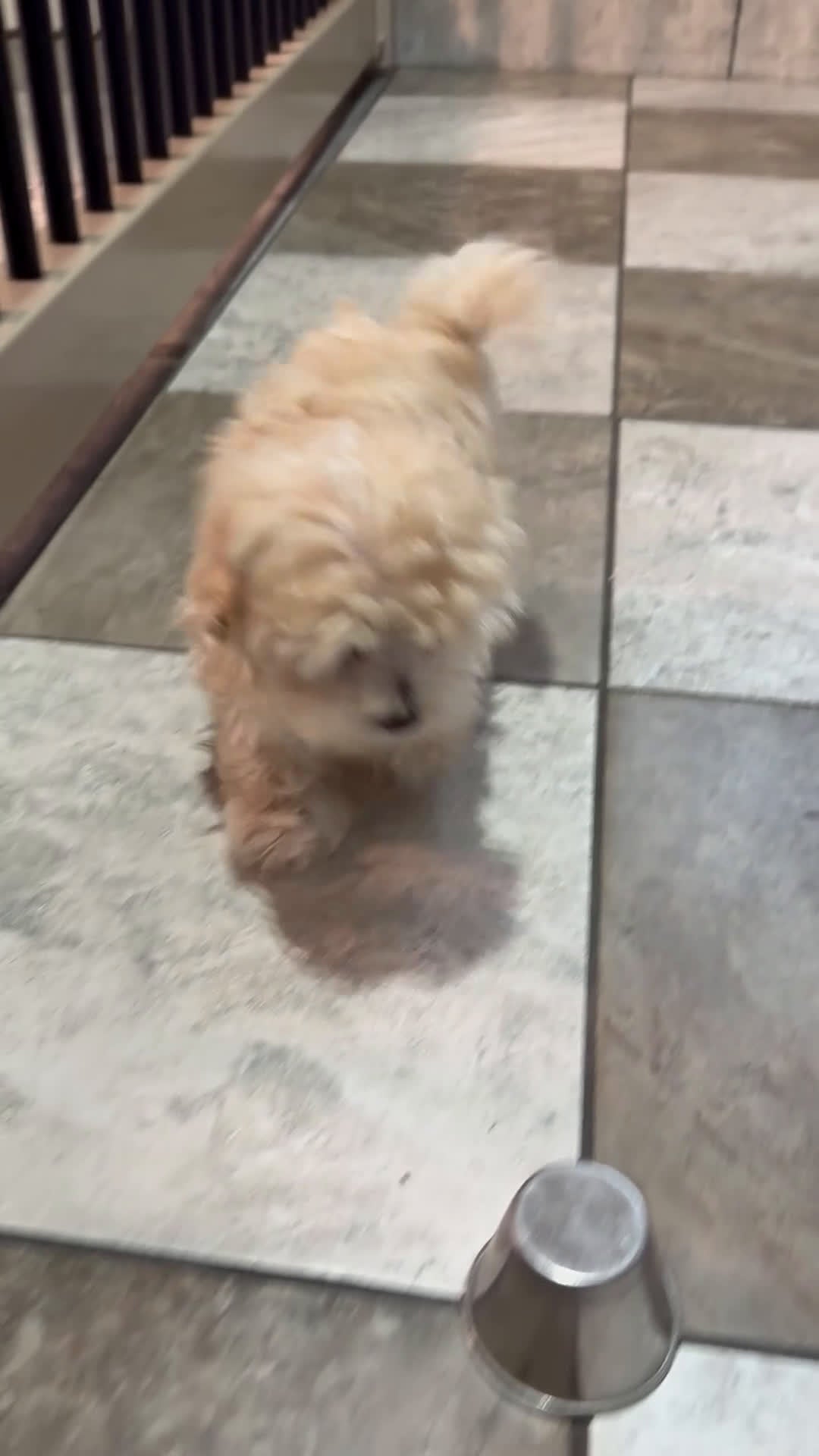 Maltipoo dogs for sale: Luna - Video 1