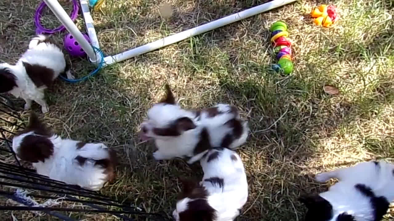 Chihuahua dogs for sale: Full AKC   Faith   - Video 1