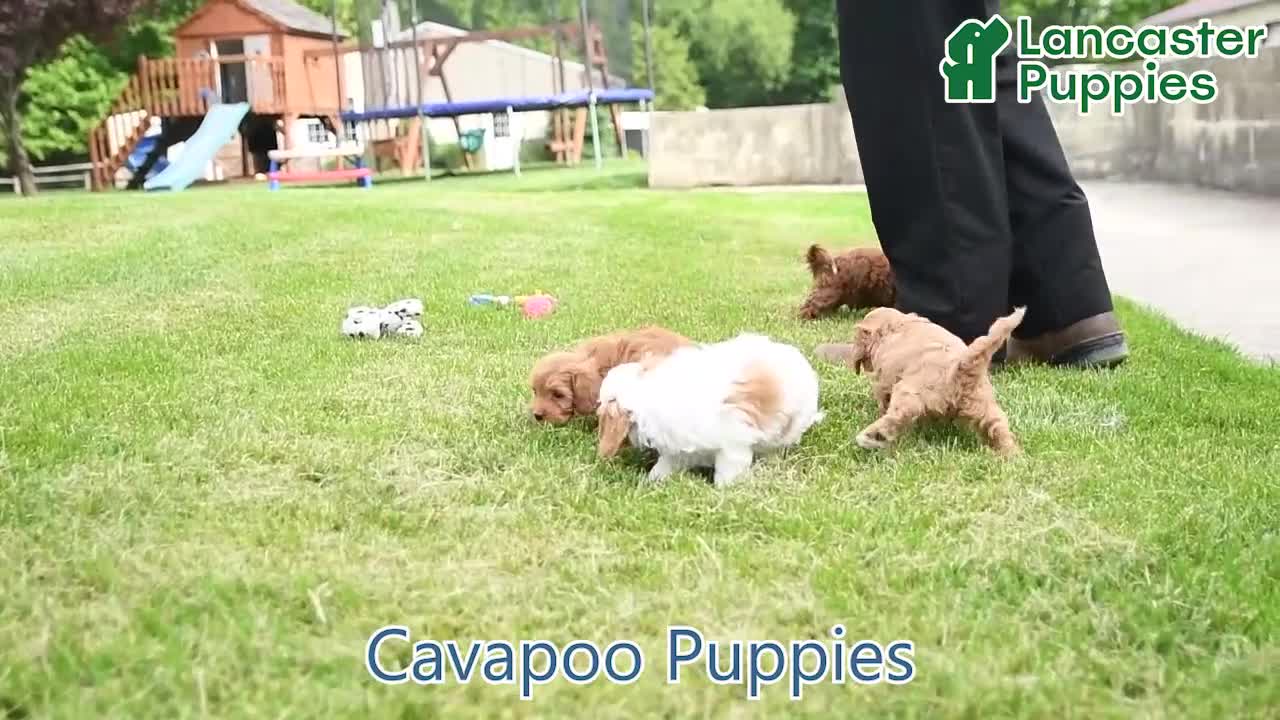 Cavapoo dogs for sale: Marshmallow - Video 1