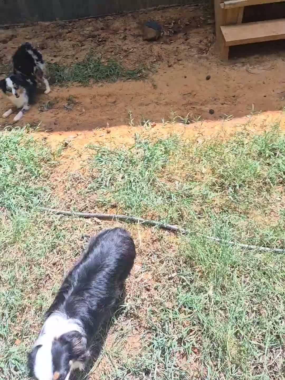 Toy Australian Shepherd dogs for sale: Toy Australian Shepherd 1 - Video 3
