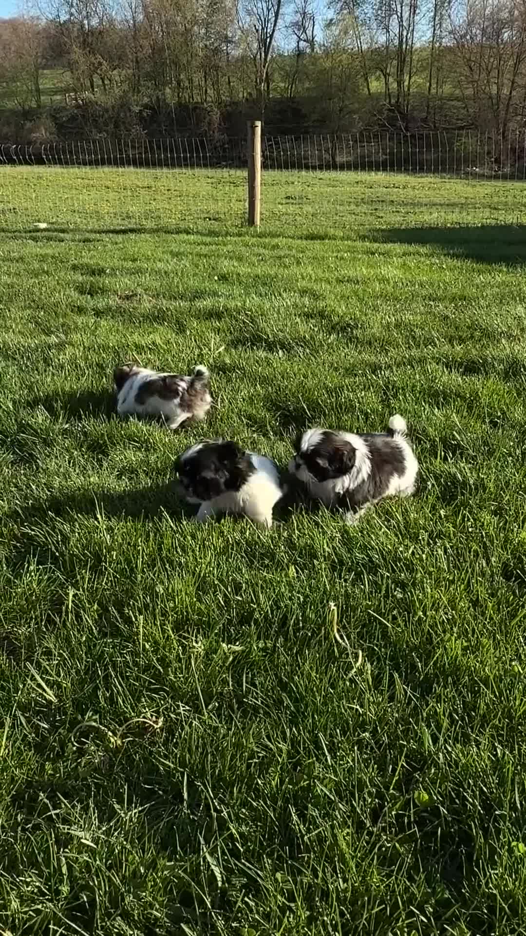 Shih Tzu dogs for sale: AKC SAWYER - Video 3