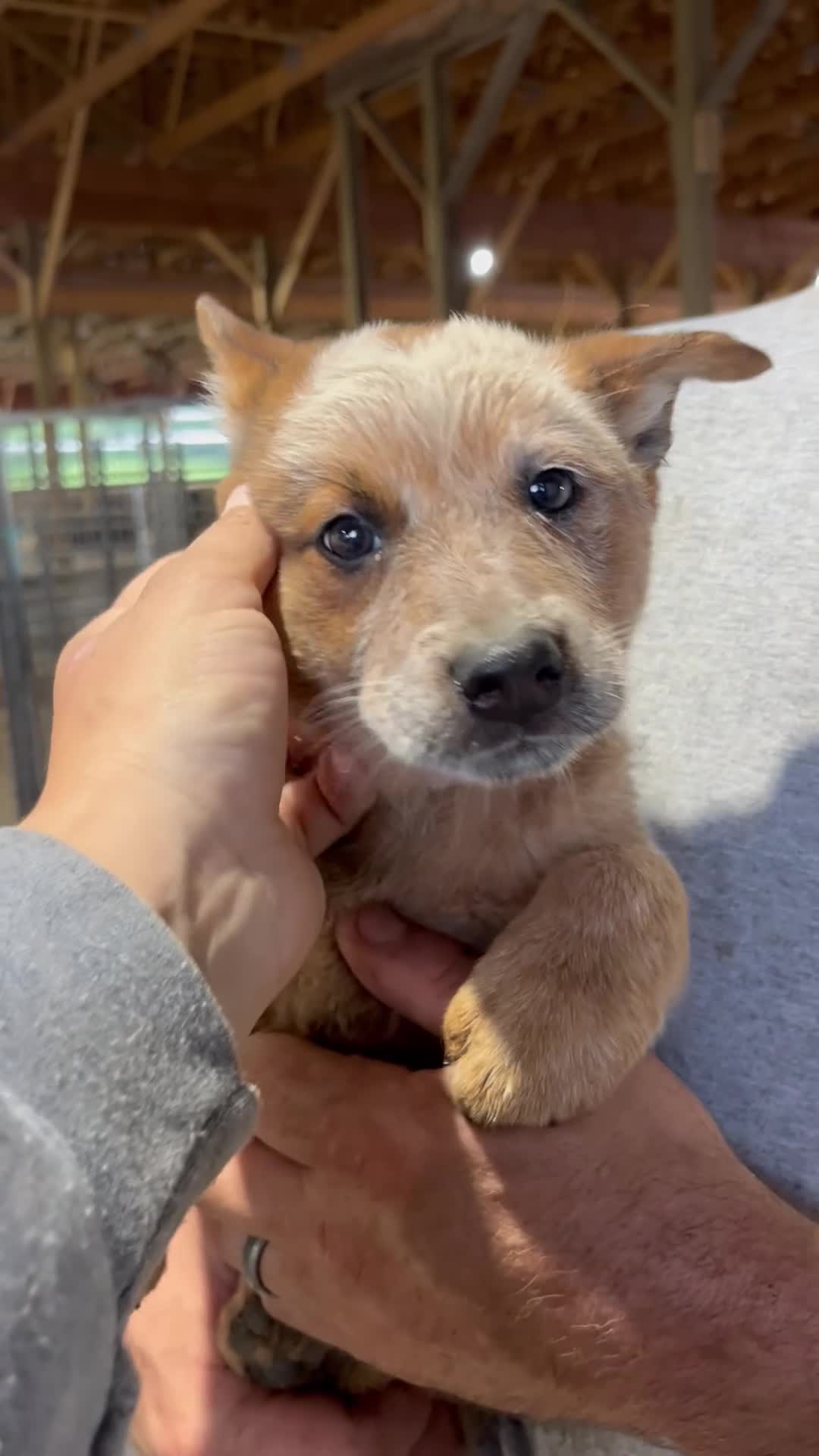 Australian Cattle Dog dogs for sale: Debbie - Video 1