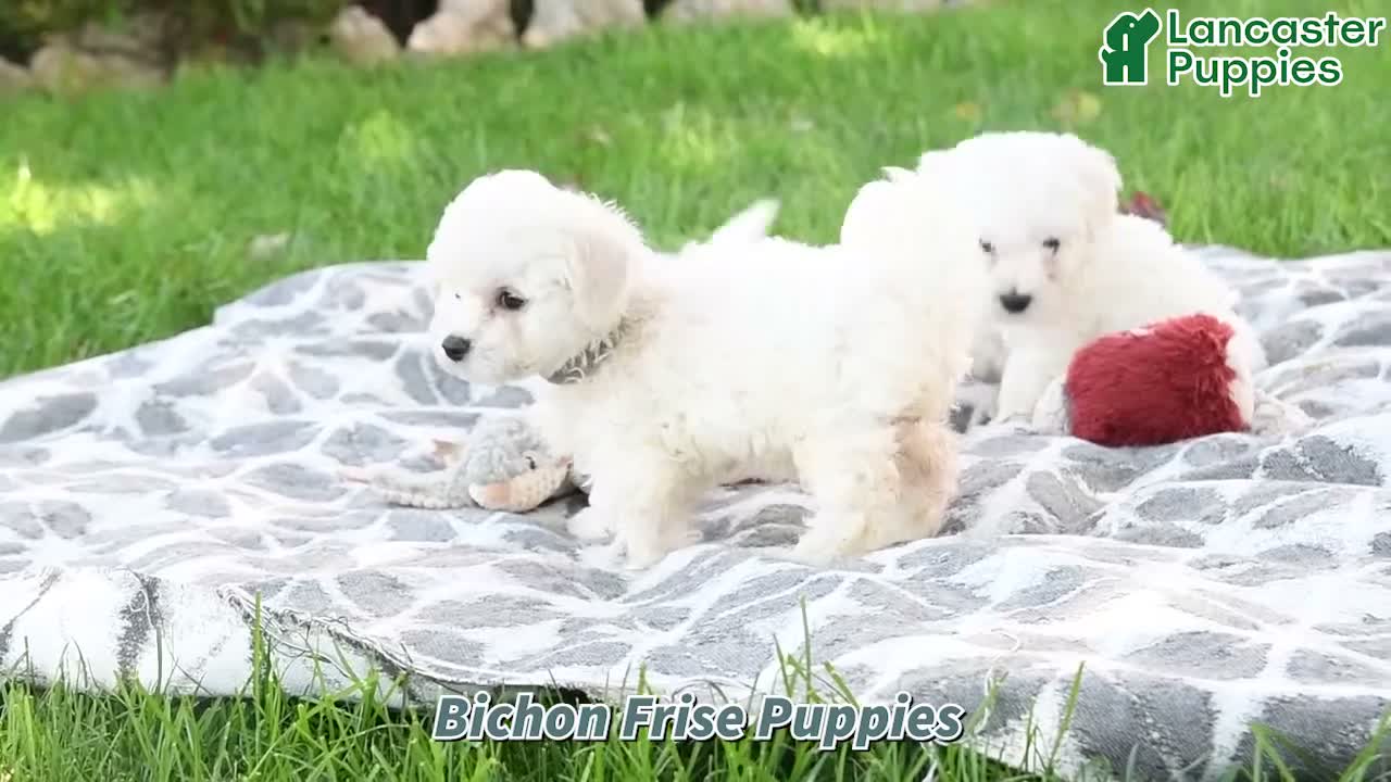 Bichon Frise dogs for sale: Olivia - Video 1