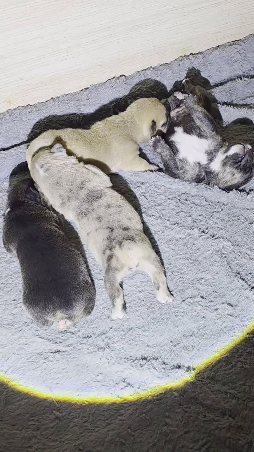 French Bulldog dogs for sale: French Bulldog Puppy 4 - Video 1